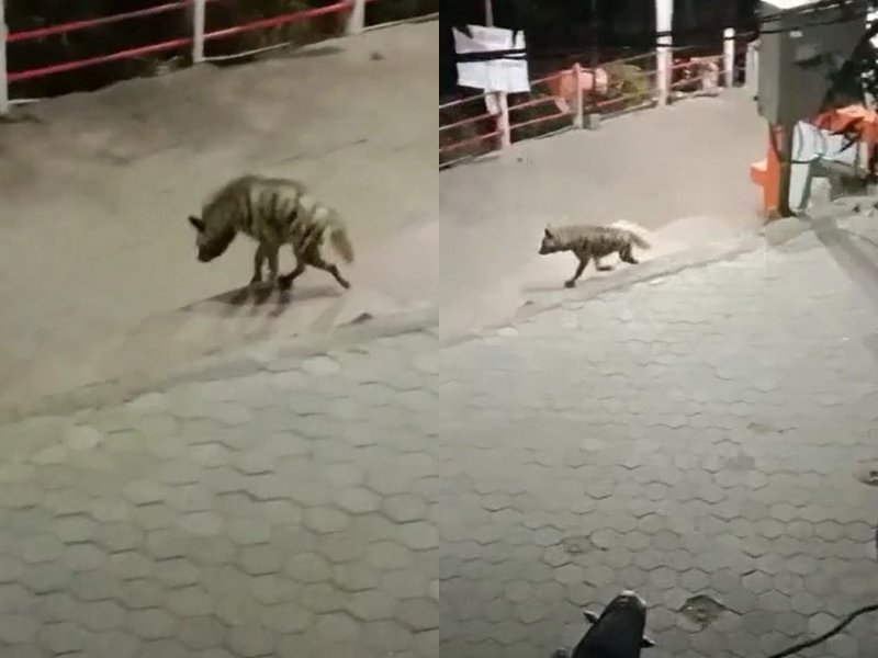 31_01_2022-hyena_on_dewas_mata_tekari_2022131_104453