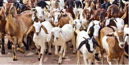bakri