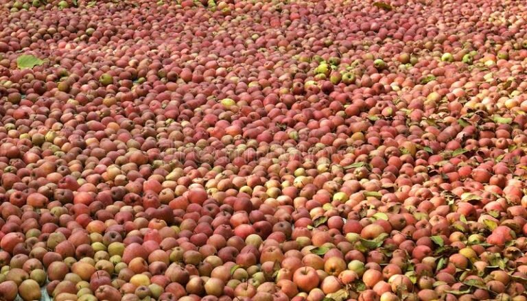 famous-fresh-kashmiri-red-apples-stock-orchard-kashmir-valley-india-closeup-apple-background-jammu-kashmir-india-171870360