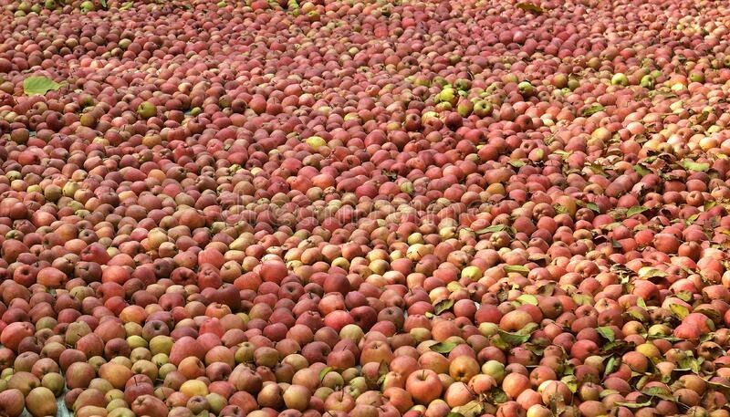 famous-fresh-kashmiri-red-apples-stock-orchard-kashmir-valley-india-closeup-apple-background-jammu-kashmir-india-171870360