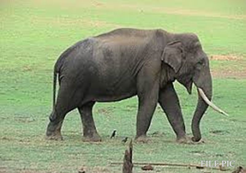 25_02_2022-ivory_smuggling