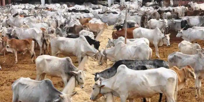 cow_2-1.png
