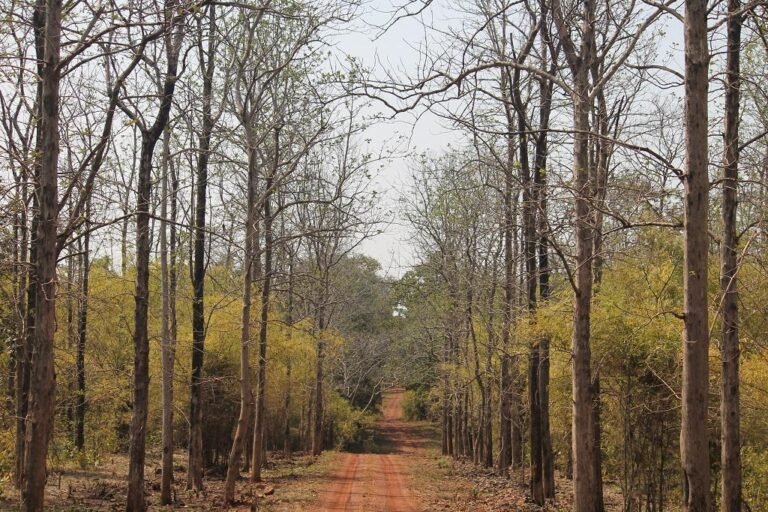 0_10291700_1603368691_forest.jpg