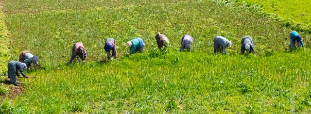 turkey-farmers-640x235-1.jpg