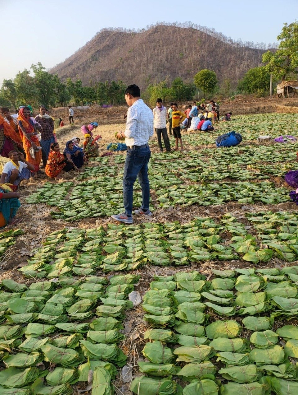 रायपुर : तेन्दूपत्ता संग्रहण में वृद्धि वनवासियों में लेकर आयी समृद्धि