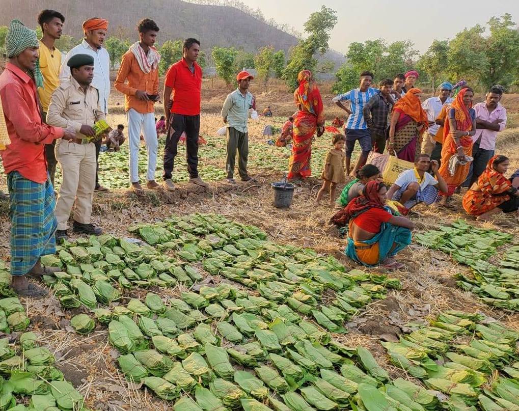 रायपुर : छत्तीसगढ़ में 12 लाख संग्राहकों द्वारा 630 करोड़ रूपए का तेन्दूपत्ता संग्रहित