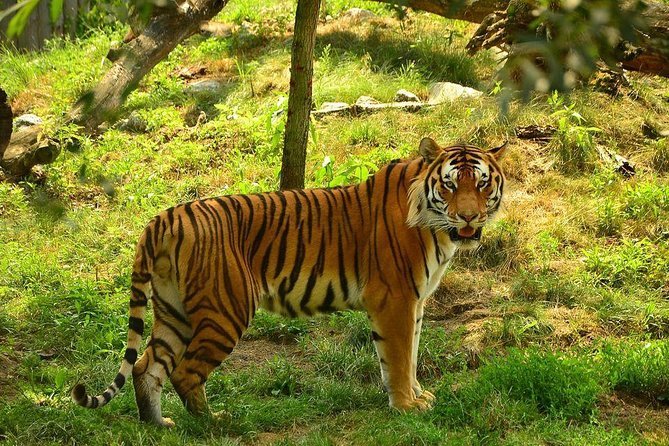 tiger_t.jpg