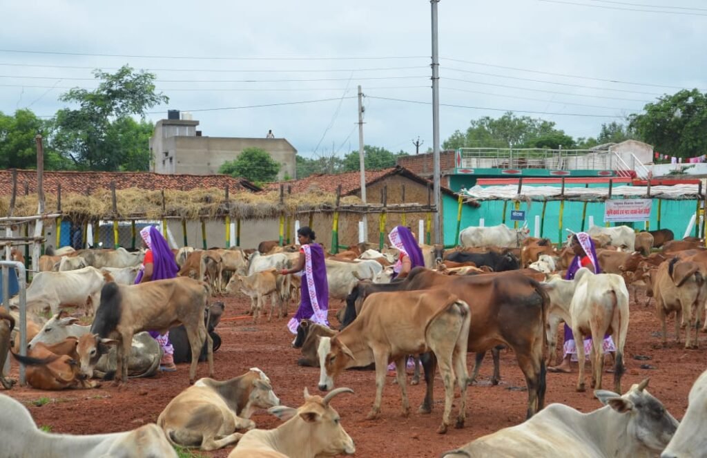 बिलासपुर : विशेष लेख : 201 गौठानों में संचालित आजीविका गतिविधियों से महिलाएं हो रही हैं आर्थिक रूप से सशक्त