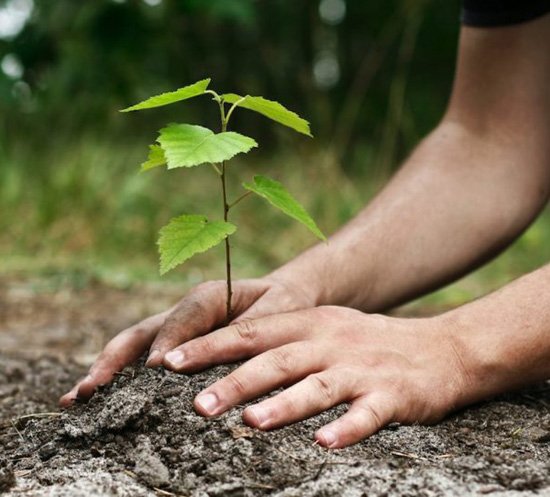planting-saplings-4.jpg