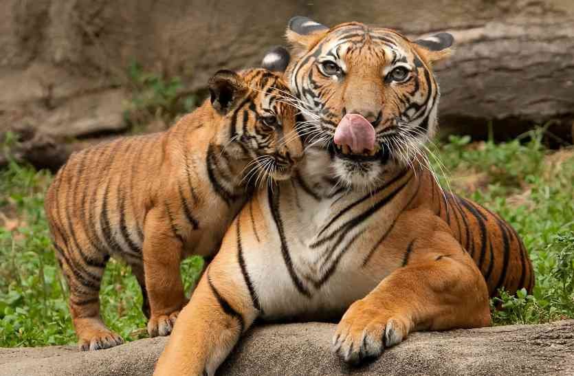 tige_207.jpg