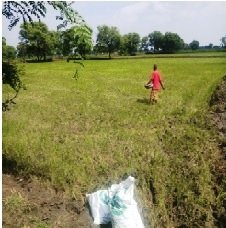 बेमेतरा : किसान राधेल अपने खेतों मे कर रहा वर्मी कम्पोस्ट का उपयोग