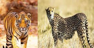 Cheetah.jpg
