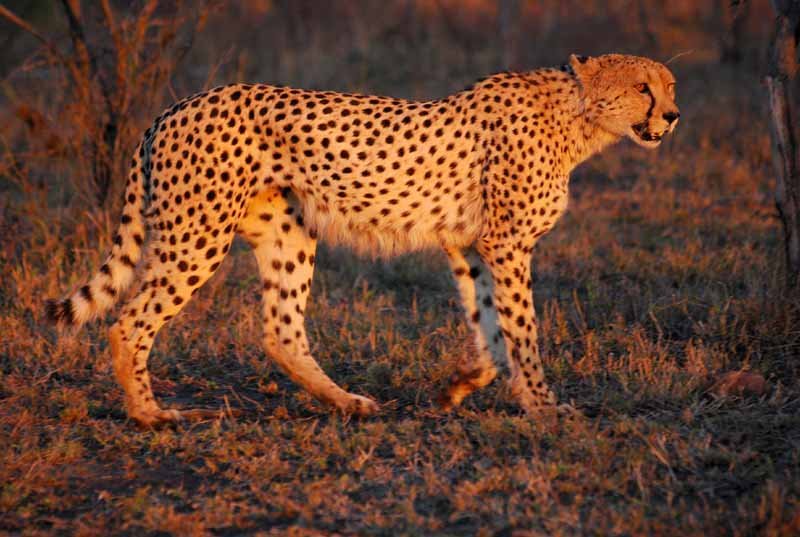 Cheetah_Umfolozi_SouthAfrica_MWegmann.jpg