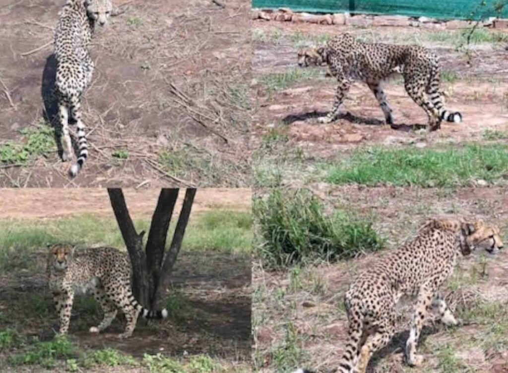 Namibian-Cheetahs-in-the-Kuno-Palpur-Sanctuary-of-Sheopur.jpg