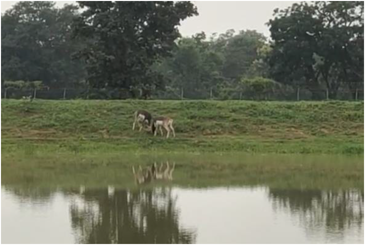 रायपुर : वन्य प्राणियों के रहवास क्षेत्रों का विकास कर उनके संरक्षण तथा संवर्धन का कार्य सतत् जारी