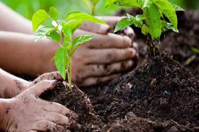 plantation-1.jpg