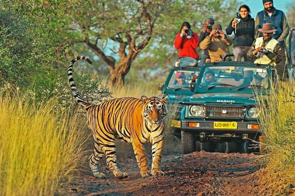 1643733641_ranthambore_national_park_safari.jpeg