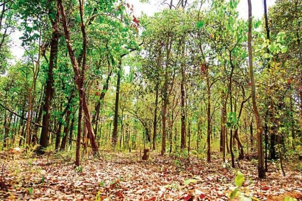 forests.jpeg