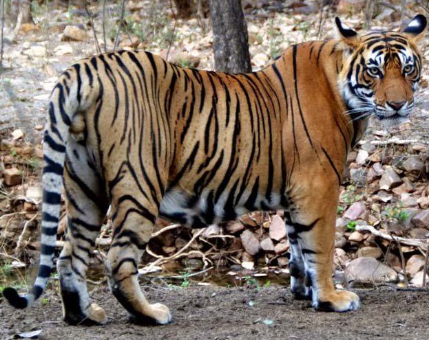 tiger_led-1-1.jpg