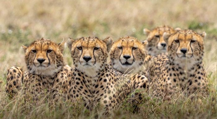 leopards_cheetahs_b_2.jpg