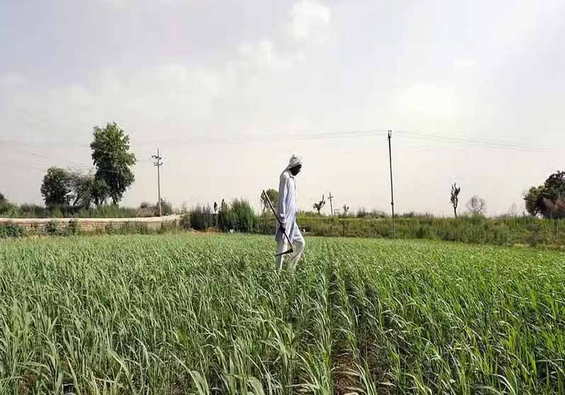 Kissan.jpg