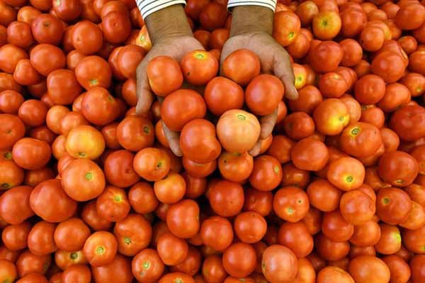 tomatoes.jpg