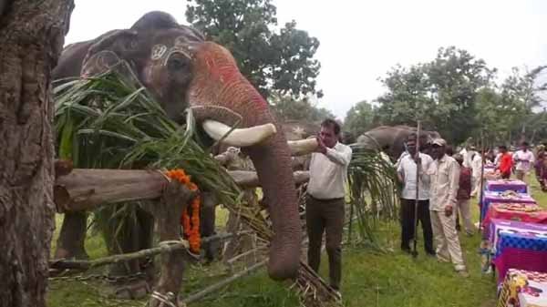 hathi-mahotsav.jpg