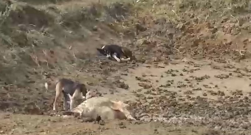 20231125160946_kutta2