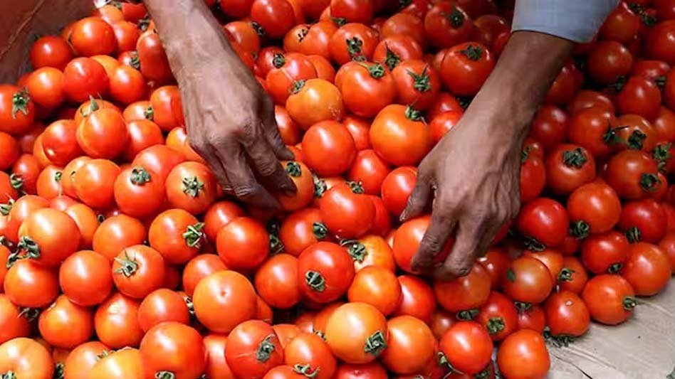 Tomato_51.jpg