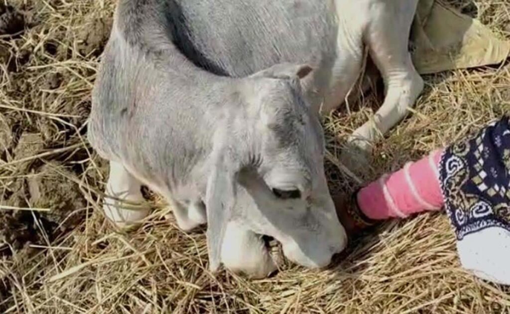 cow1-1.jpg
