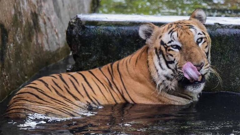 damoh_tiger_reserve.jpg