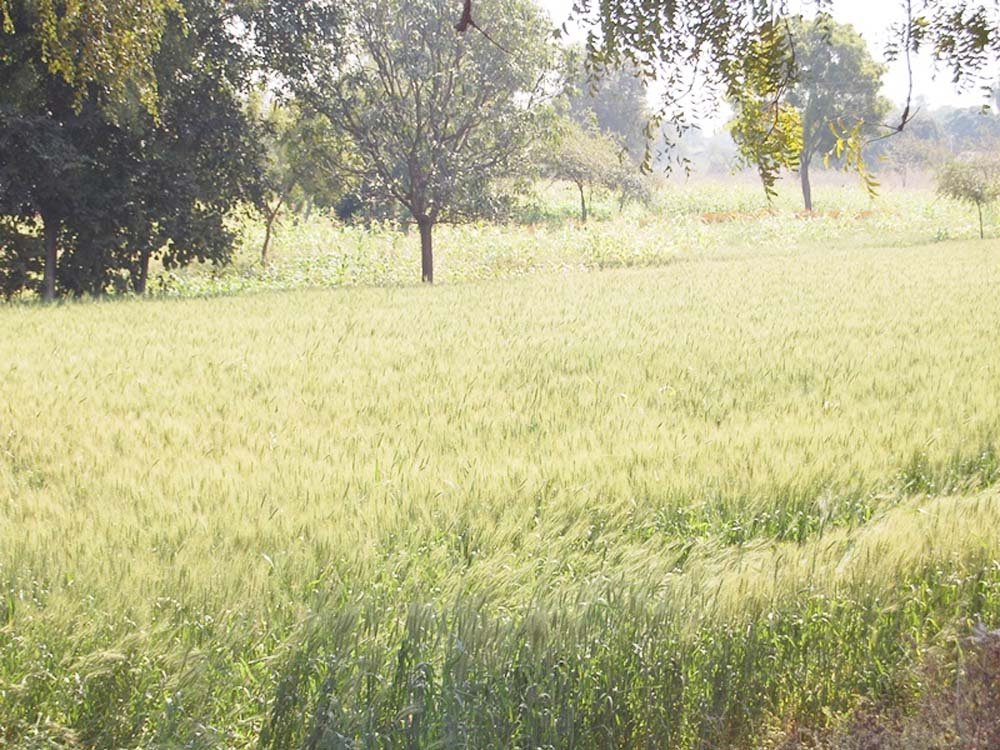 jhabua.jpg