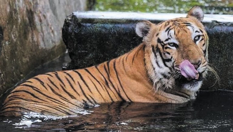 tiger001.jpg