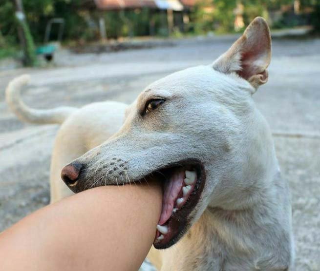 dog_6.jpg