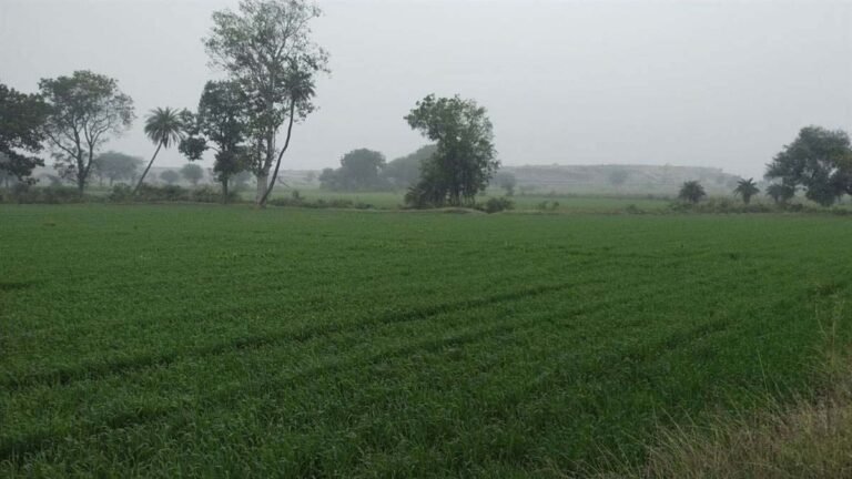 kohra.jpg