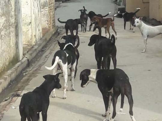 dog_5.jpg