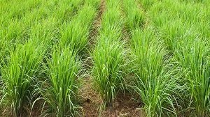 20240221082044_Lemongrass