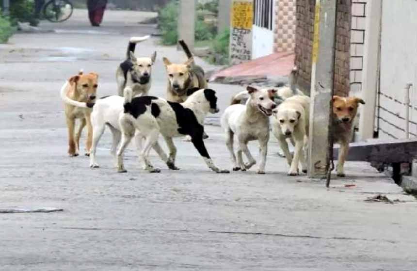 Street_dog.jpg