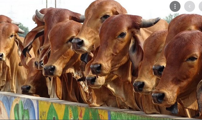 cow1.jpg