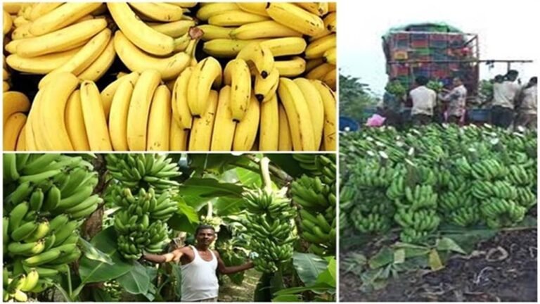 kela.jpg