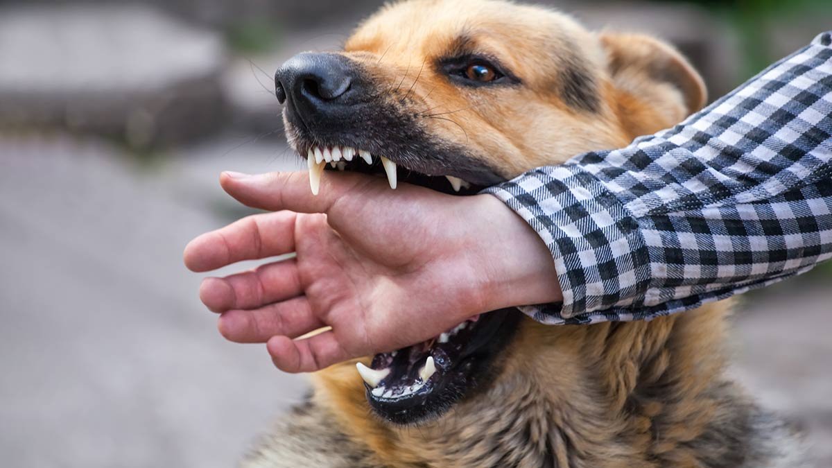 How-to-stop-pet-dog-from-attacking