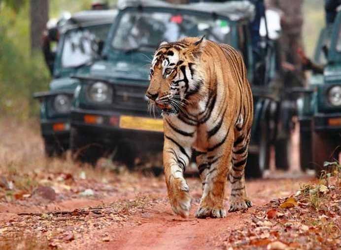 Tiger_rejarv1.jpg