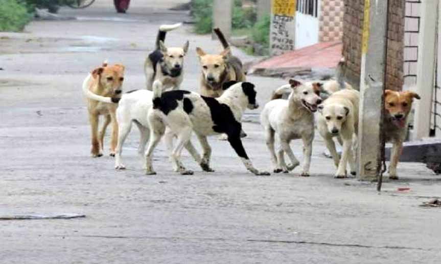 awara_dog.jpg