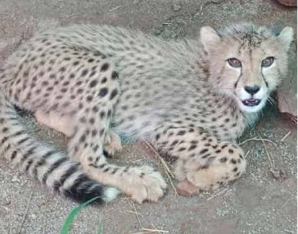 cheeta.jpg