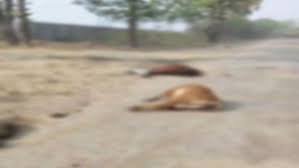 download (13)