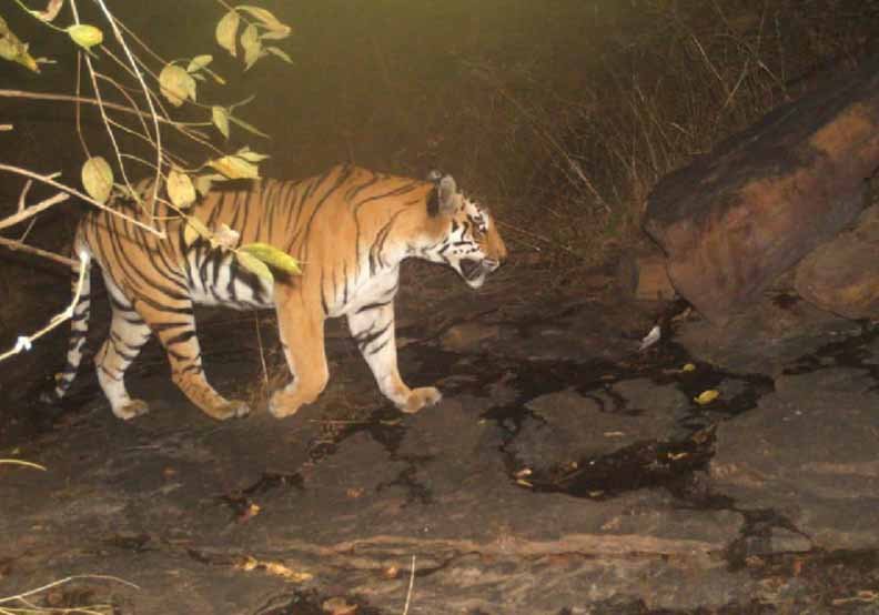 tiger01.jpg
