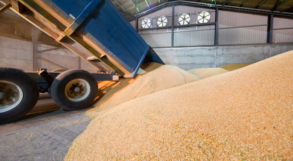wheat_4.jpg
