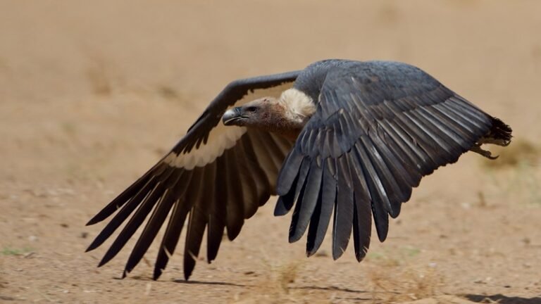 20240412161530_vulture