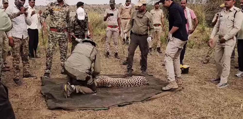 cheeta.jpg