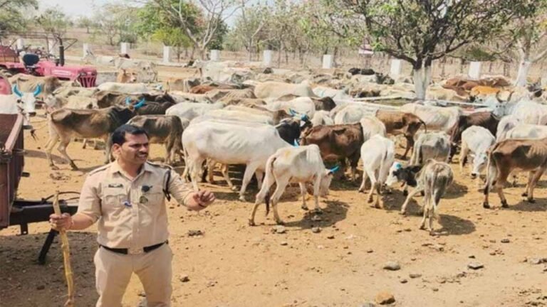 cow01.jpg